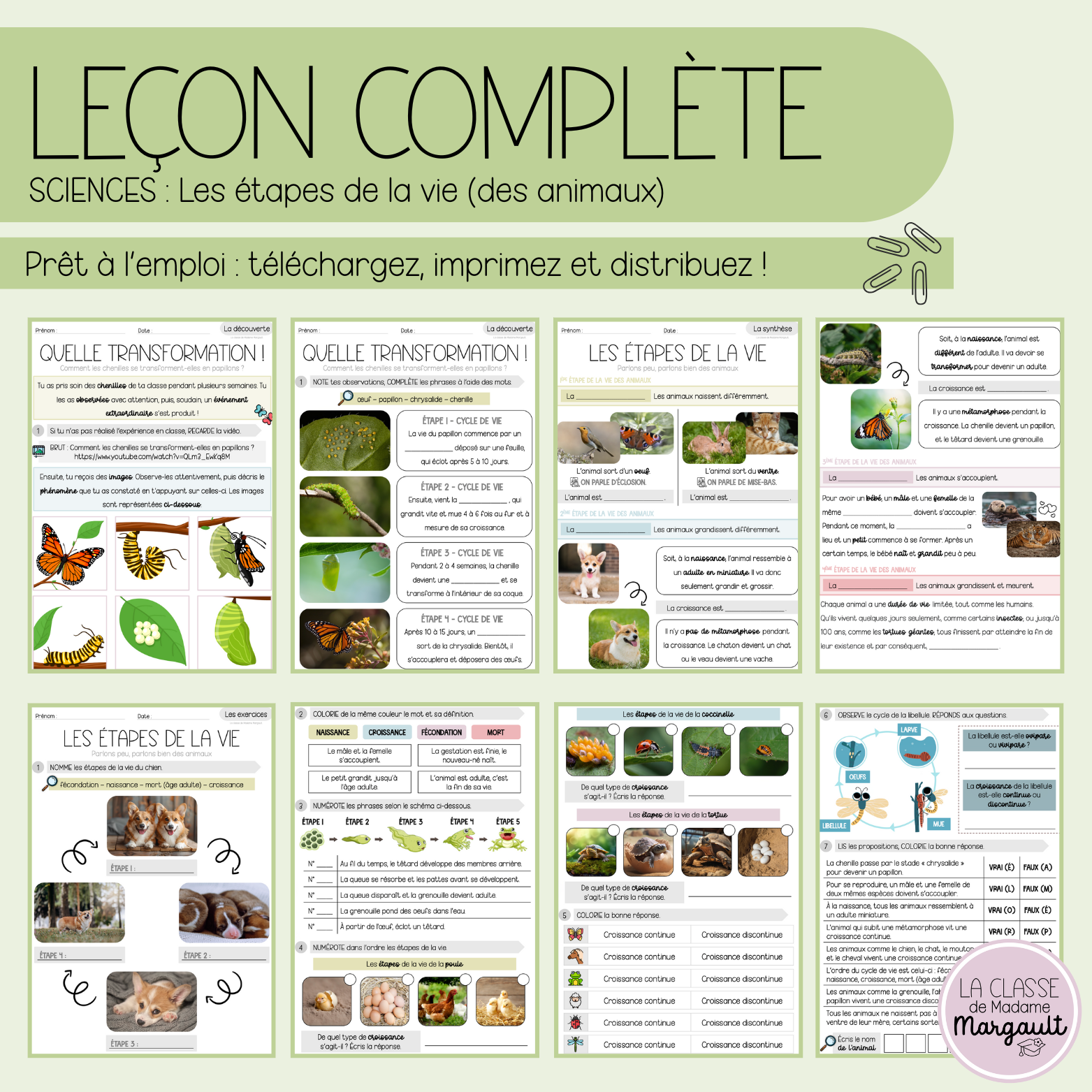 Leçon - Les étapes de la vie (des animaux)