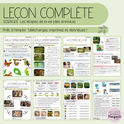 Leçon - Les étapes de la vie (des animaux)