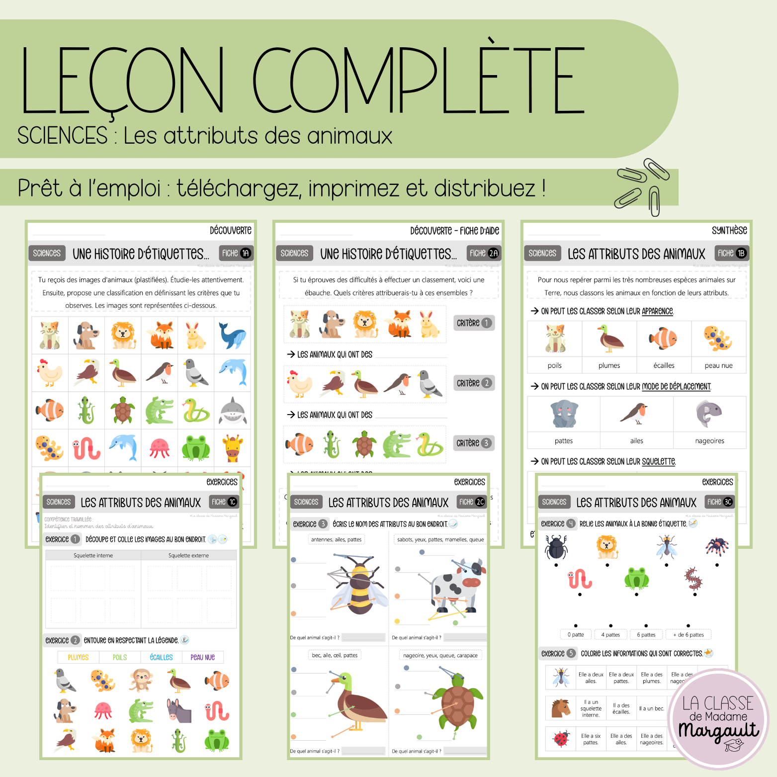 Leçon - Les attributs des animaux