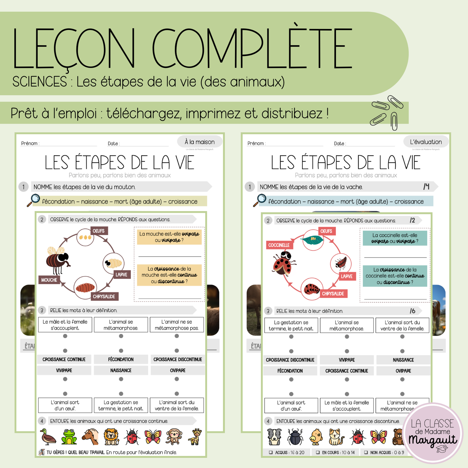 Leçon - Les étapes de la vie (des animaux)